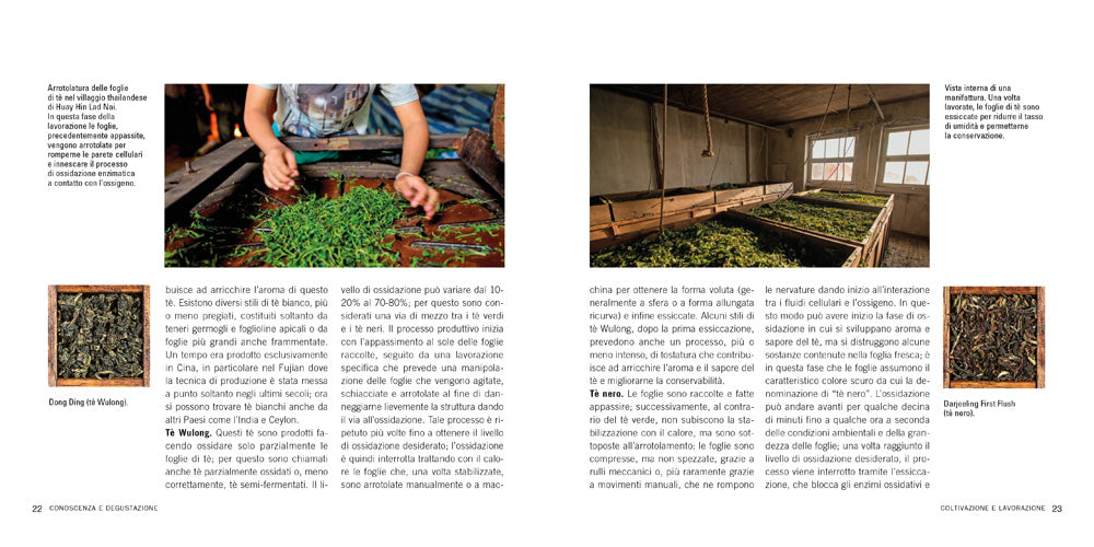 Manuale per la preparazione del tè::Degustazione e varietà - La cerimonia del tè - Stili di infusione
