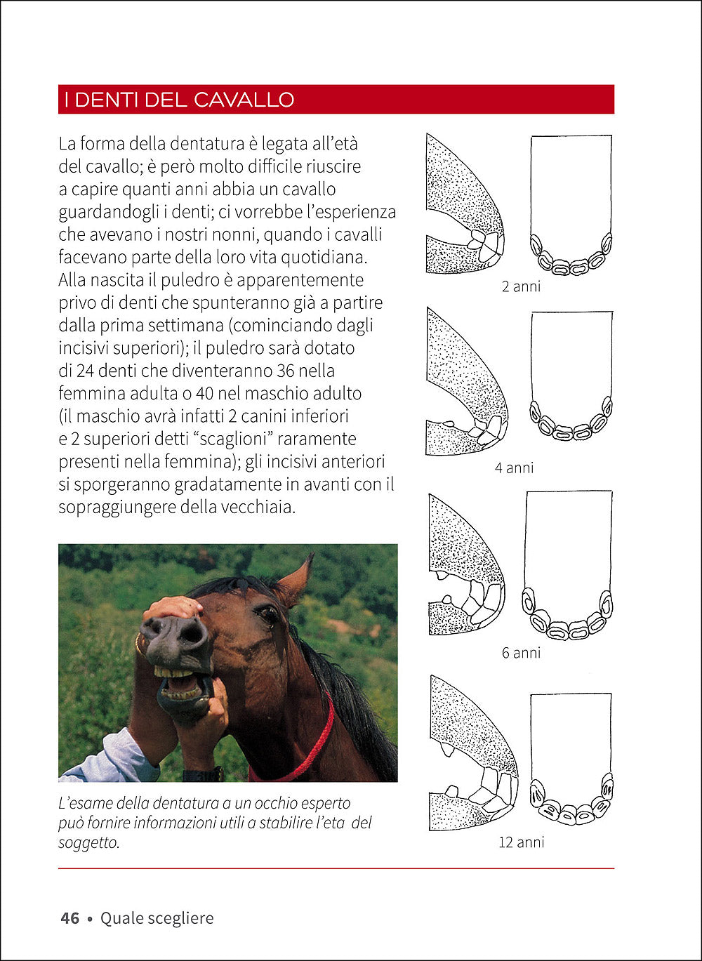 Cavallo. Il manuale completo::Razze, psicologia, alimentazione, pronto soccorso