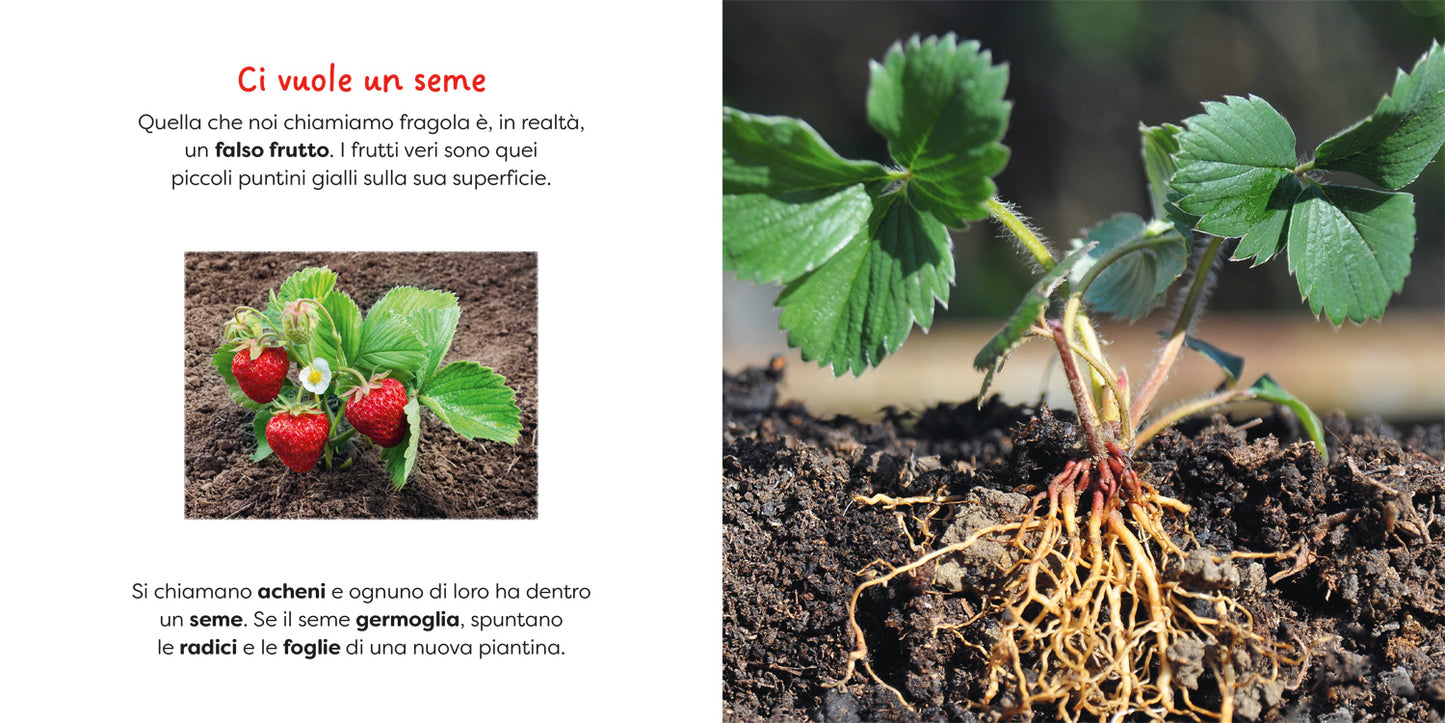 Fragola::un primo sguardo scientifico sul mondo naturale