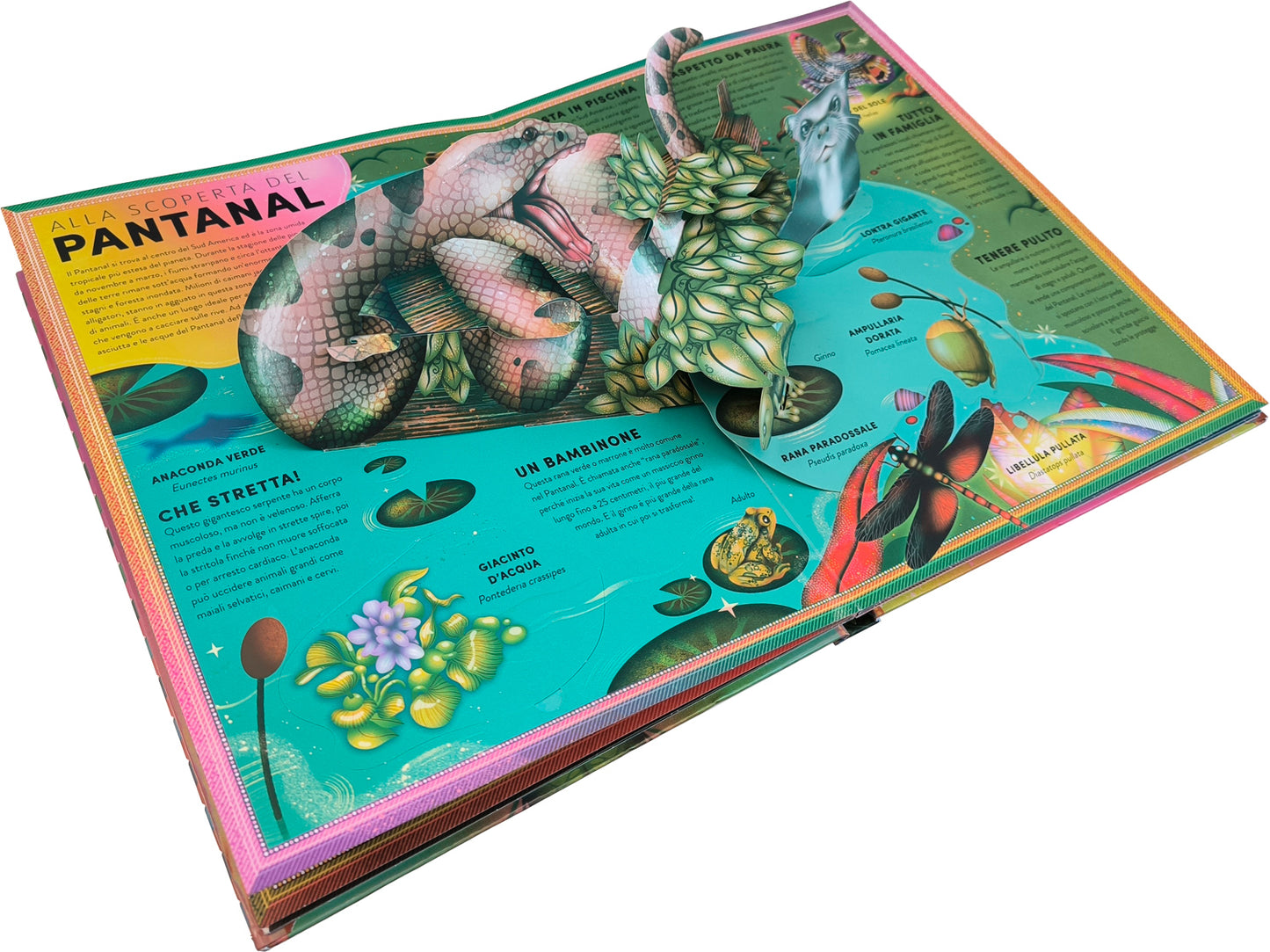 L'incredibile pop-up degli anfibi::e altri animali delle terre umide