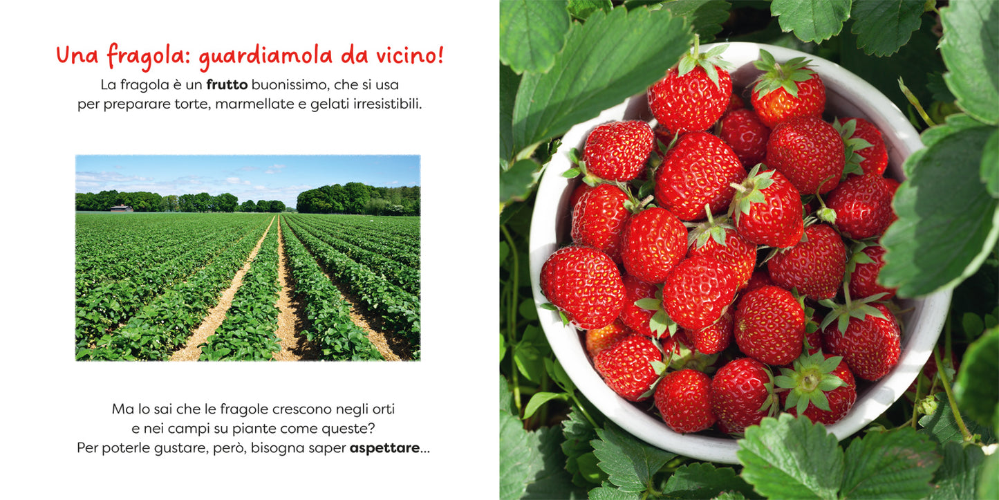 Fragola::un primo sguardo scientifico sul mondo naturale