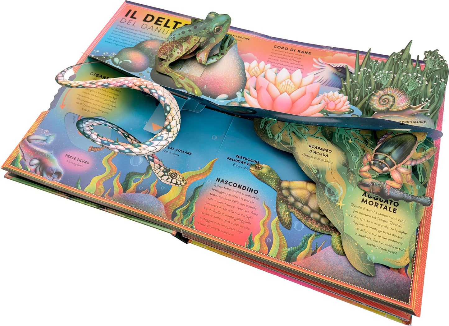 L'incredibile pop-up degli anfibi::e altri animali delle terre umide