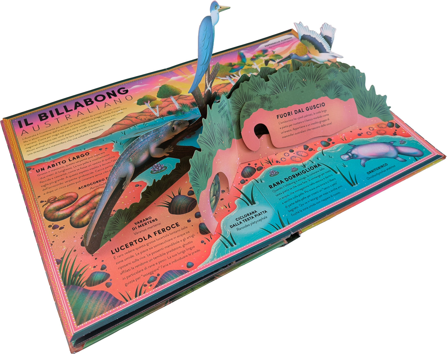 L'incredibile pop-up degli anfibi::e altri animali delle terre umide