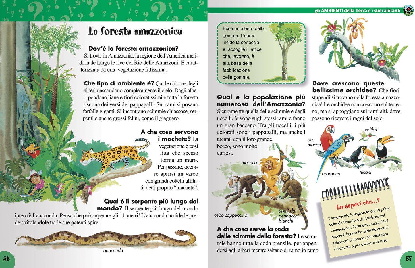 Tante Domande Tante Risposte