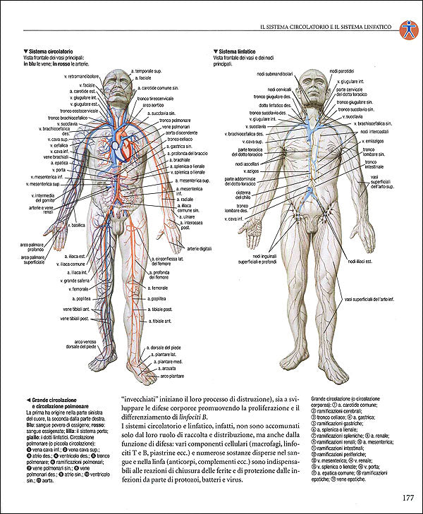 Atlante di Anatomia