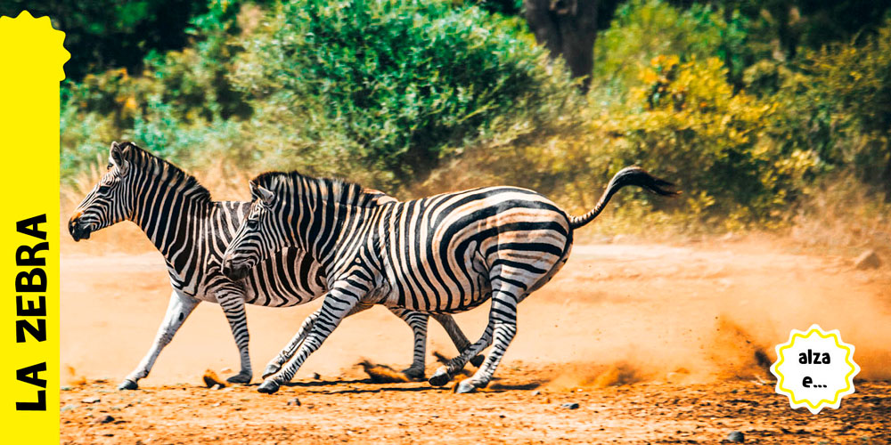 Animali selvaggi