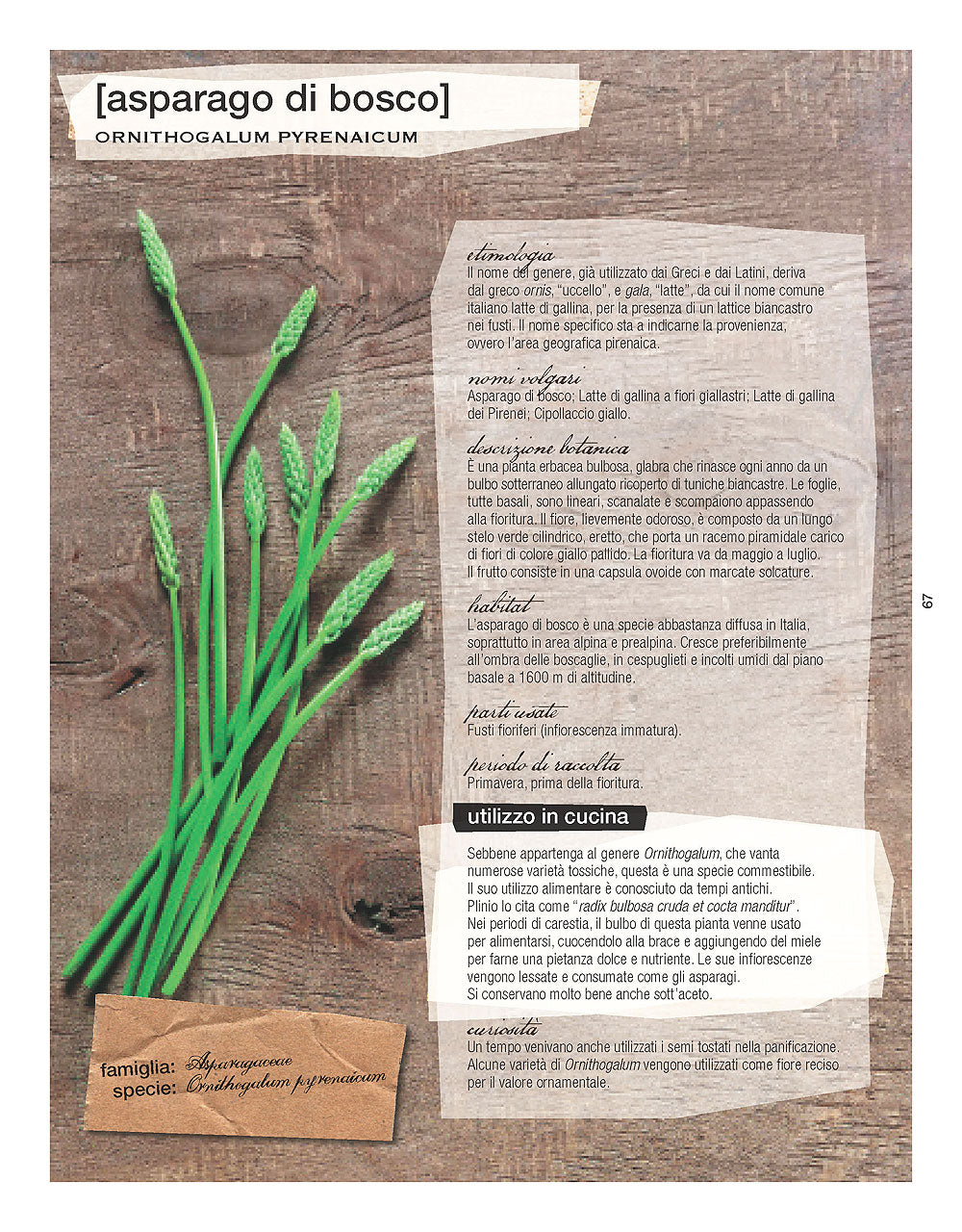 La cucina delle erbe spontanee::Due Chef raccolgono e cucinano 60 erbe - 40 ricette - Schede botaniche di Lucia Papponi