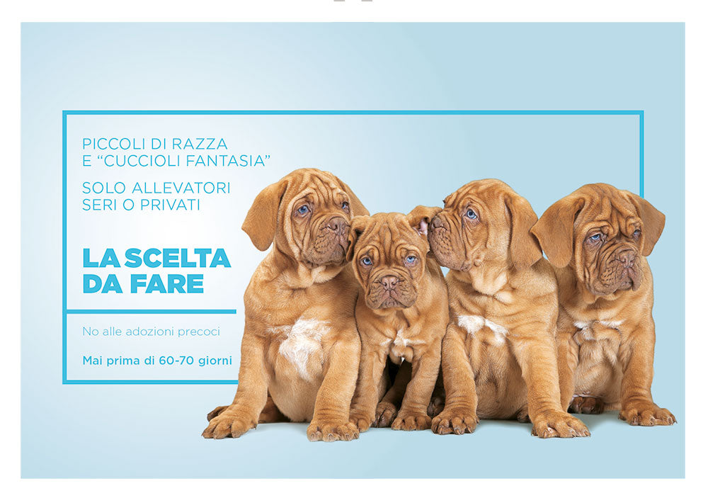 Arriva un cucciolo! ::che cosa sapere e che cosa fare per accogliere il tuo nuovo amico