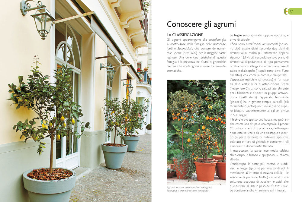 Coltivare gli agrumi::in piena terra e in vaso
