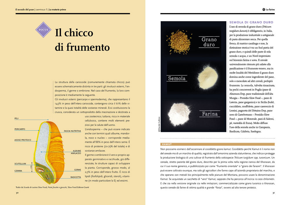 Il mondo del pane::Il libro per conoscerlo, sceglierlo, farlo in casa