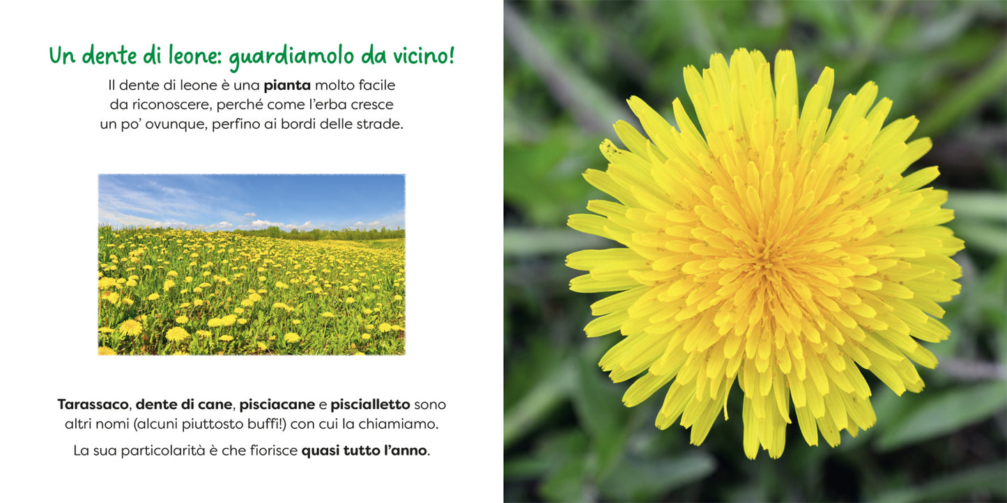 Dente di leone