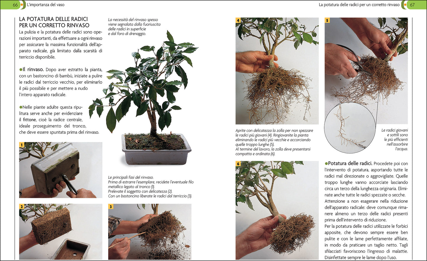 Bonsai