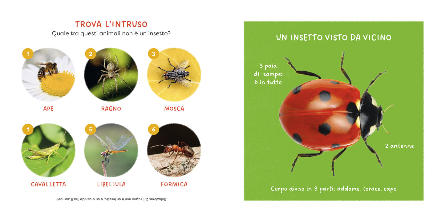 Coccinella