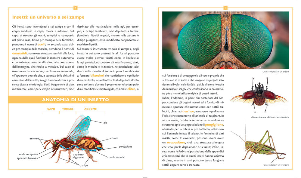 Insetti e altri piccoli artropodi