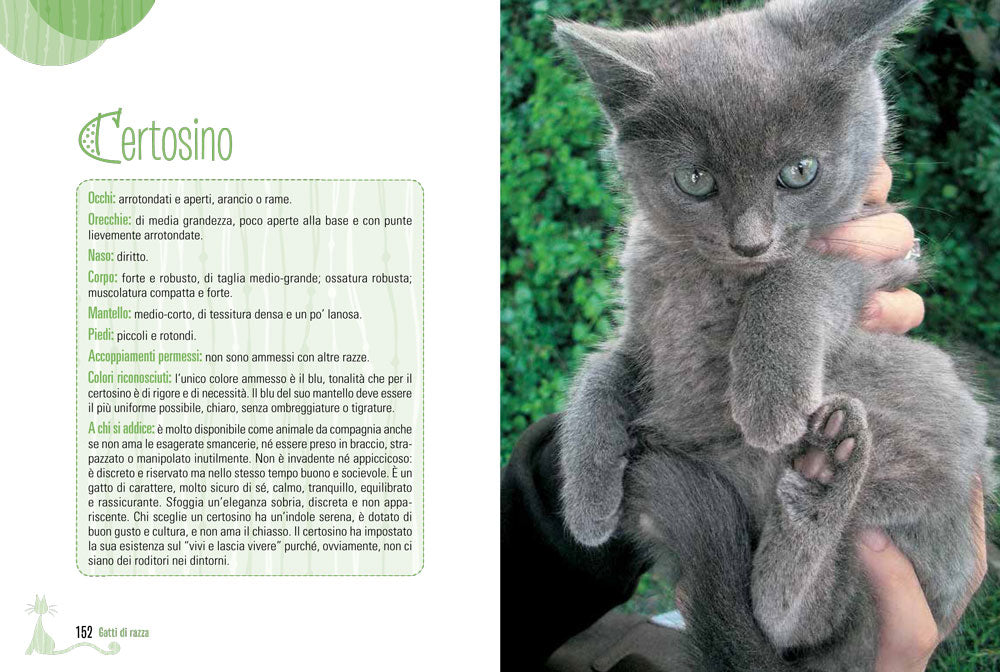 Gatti