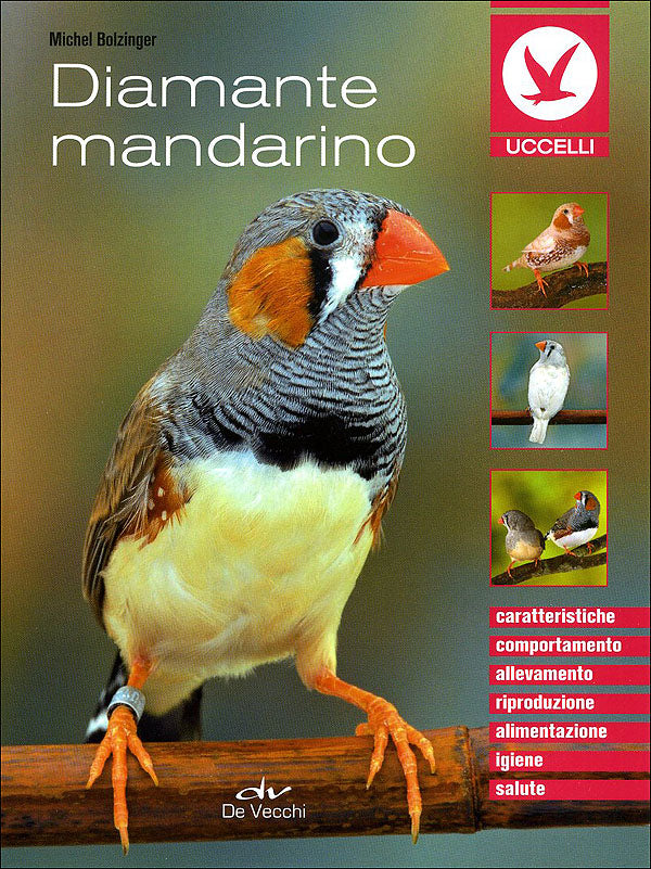 Diamante mandarino::Caratteristiche, comportamento, allevamento, riproduzione, alimentazione, igiene, salute