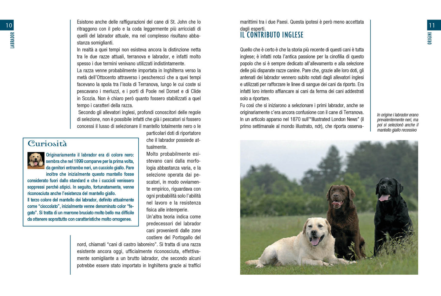 Labrador::vita in casa educazione cure