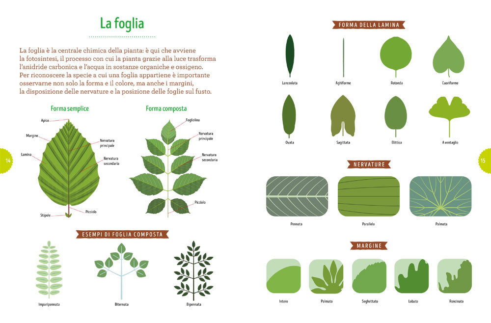 Tra foglie e fogli::Il mio erbario