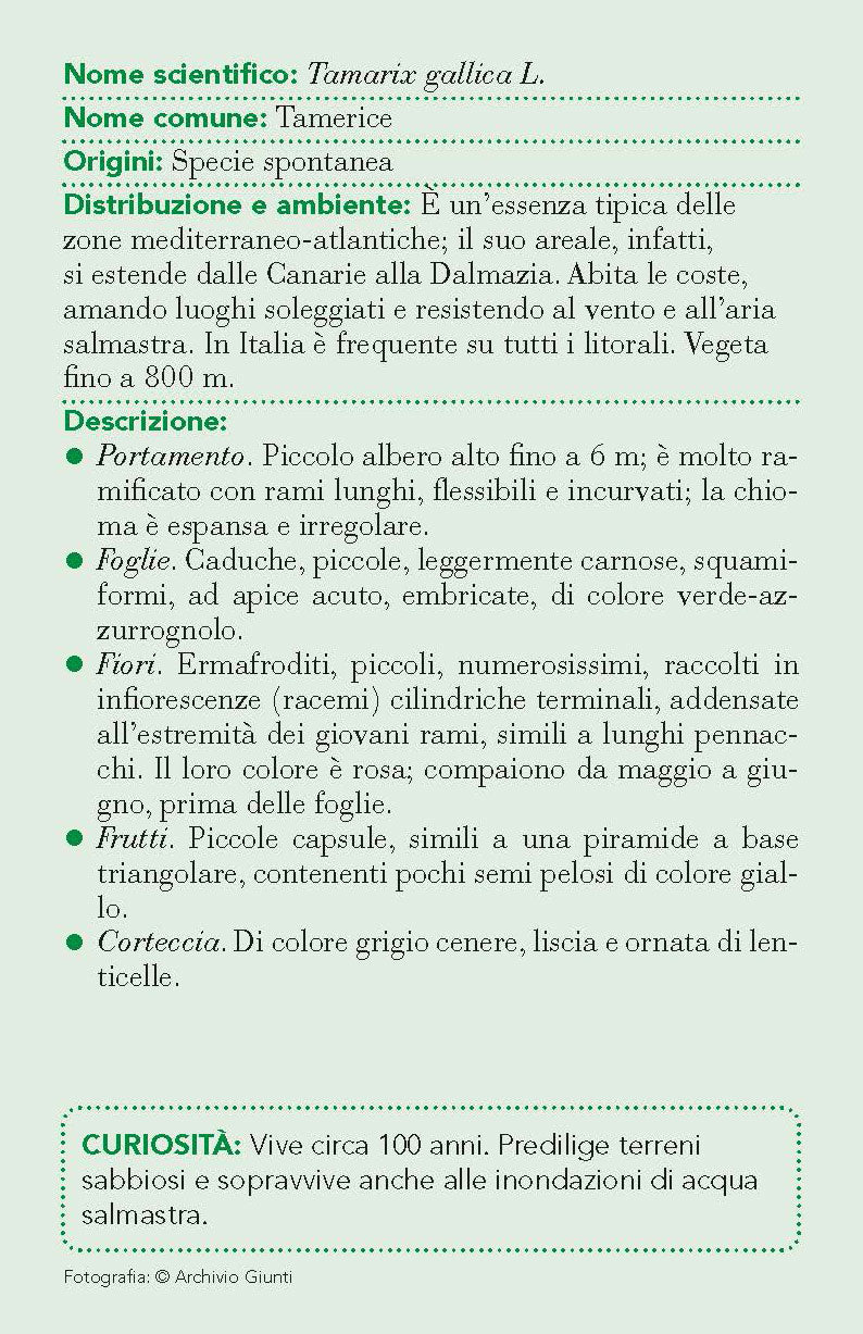 Alberi::101 schede per riconoscere i più diffusi alberi d'Italia e d'Europa