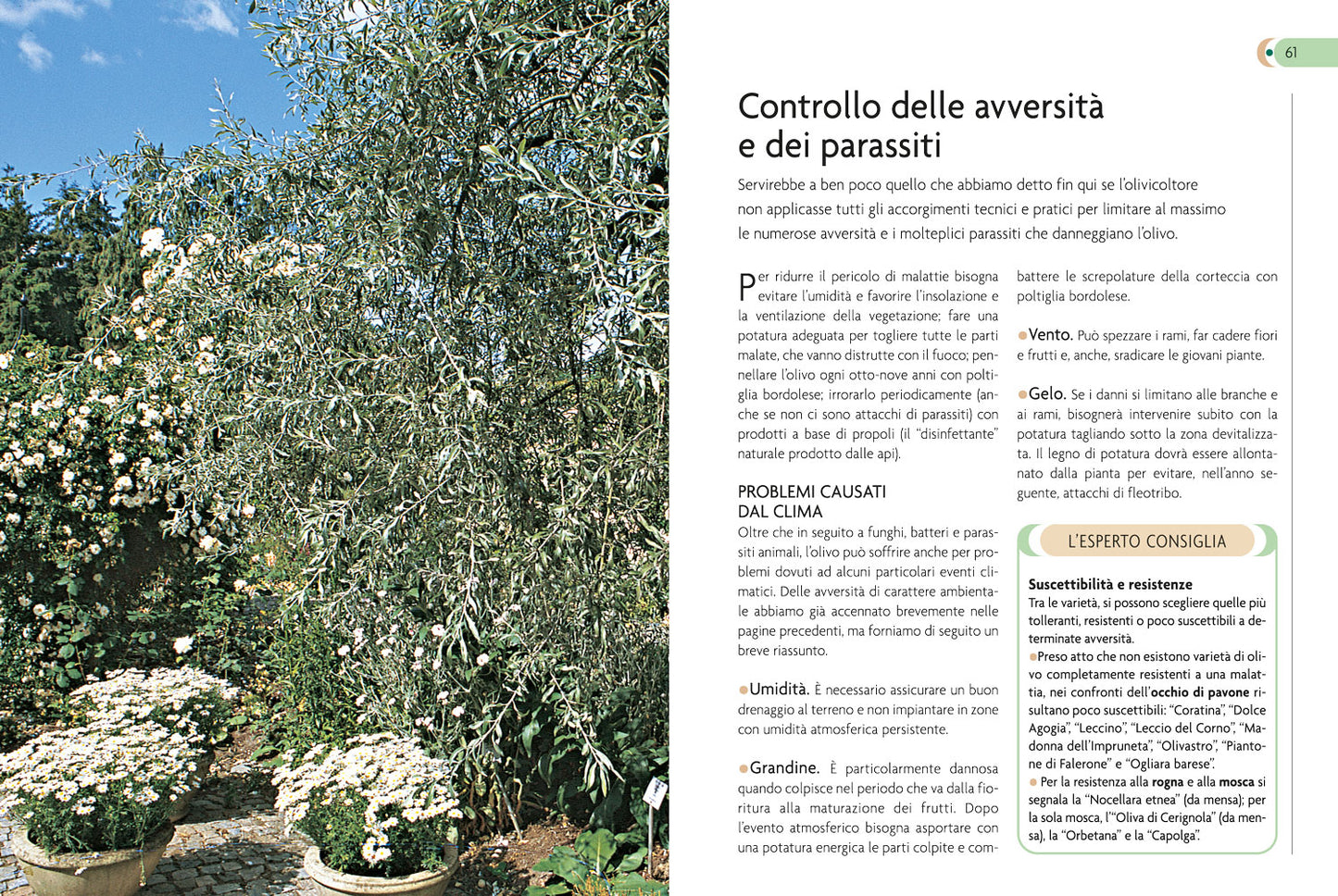 Olivo::Coltivazione, raccolta e utilizzo