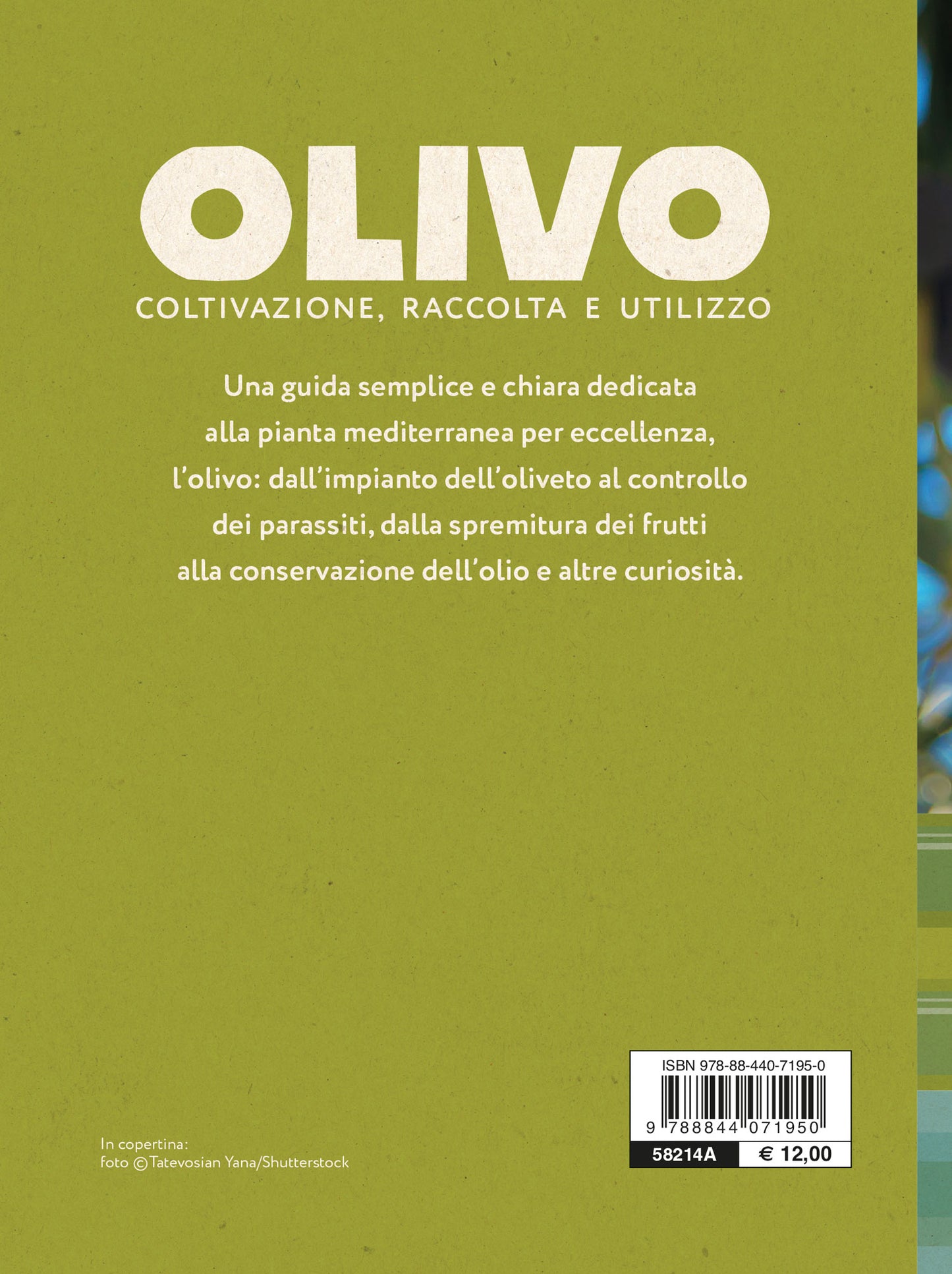 Olivo::Coltivazione, raccolta e utilizzo