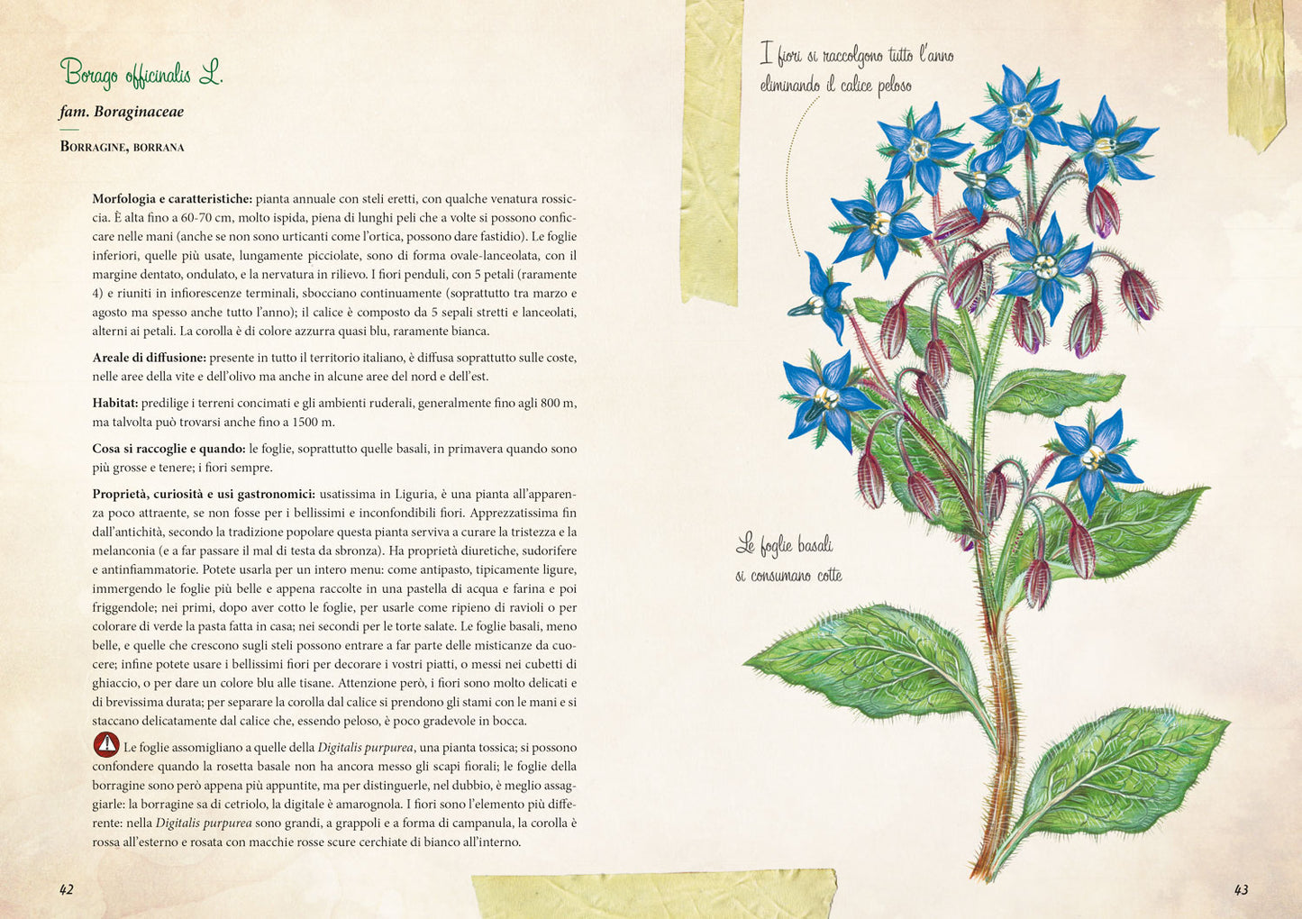 Erbe selvatiche::Riconoscimento - Raccolta - Usi gastronomici