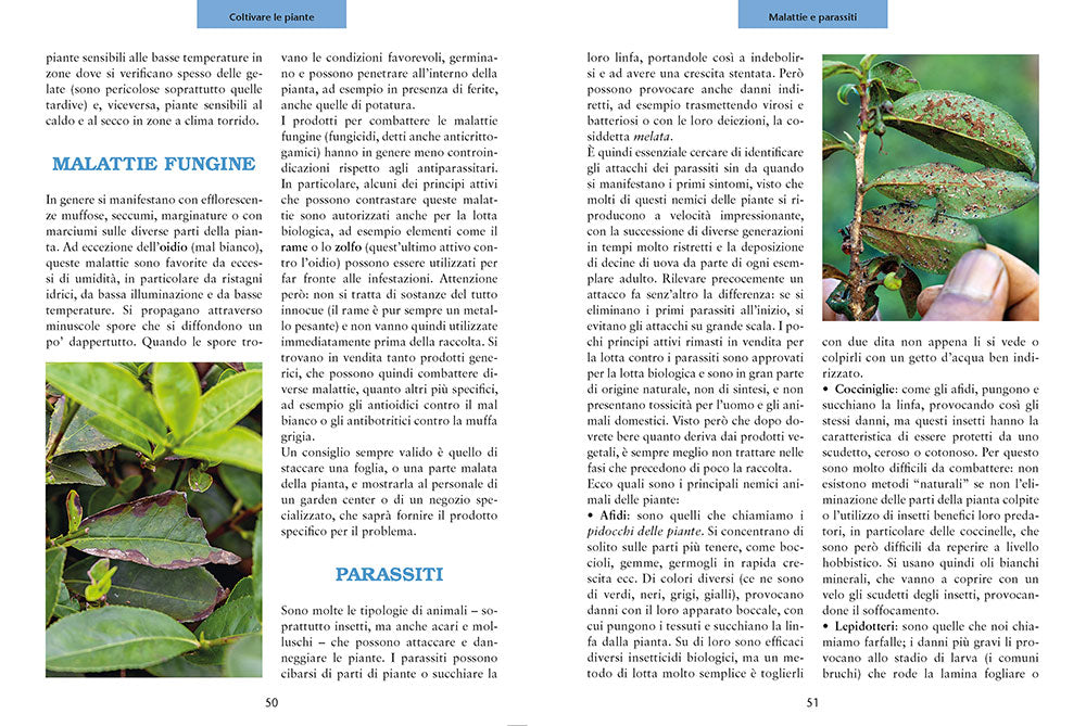 Coltiva le tue tisane::Tè e infusi