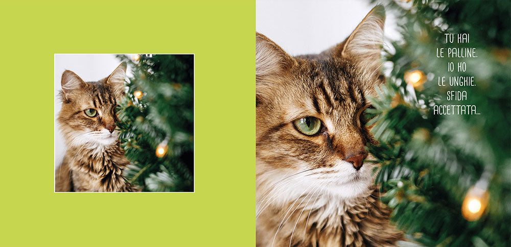 Funny cats::scopri i gatti più buffi del mondo