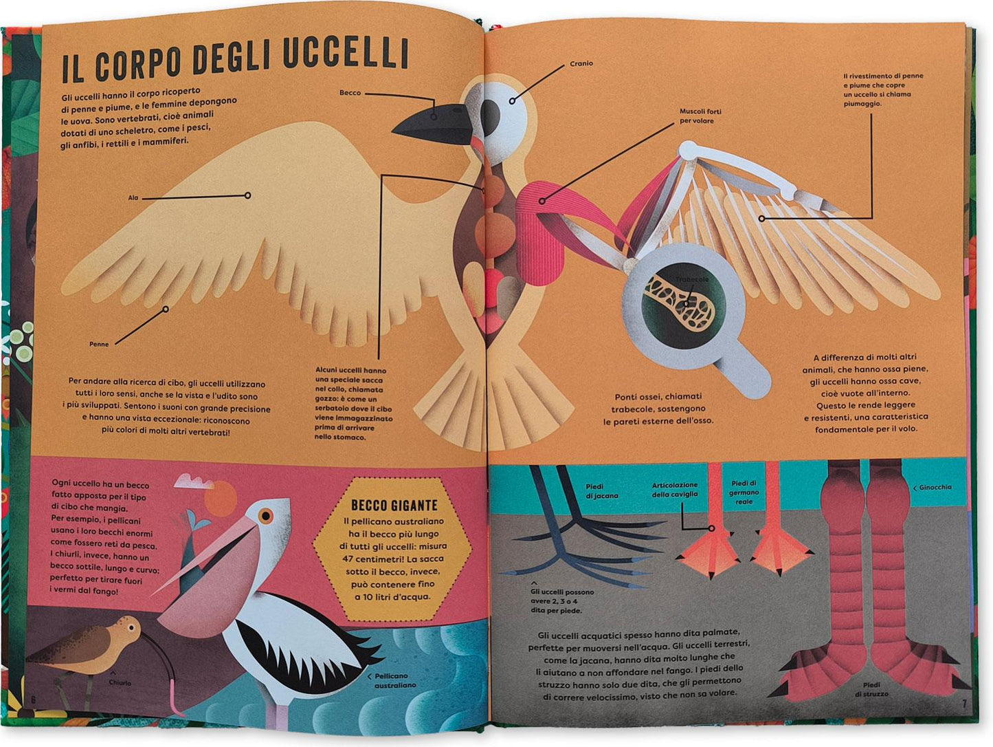 Il mio libro degli uccelli::Una prima guida per aspiranti birdwatchers!