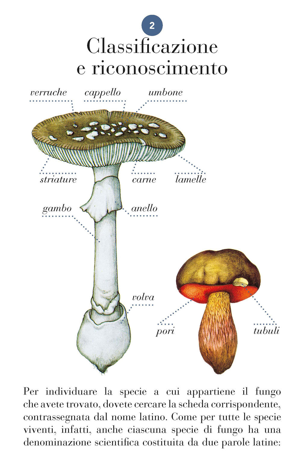 Funghi::101 schede per conoscere, riconoscere e trovare i funghi