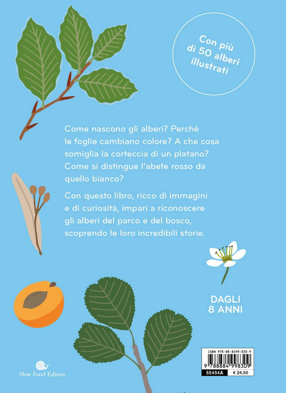 ARBORAMA::SCOPRI E OSSERVA IL FAVOLOSO MONDO DEGLI ALBERI