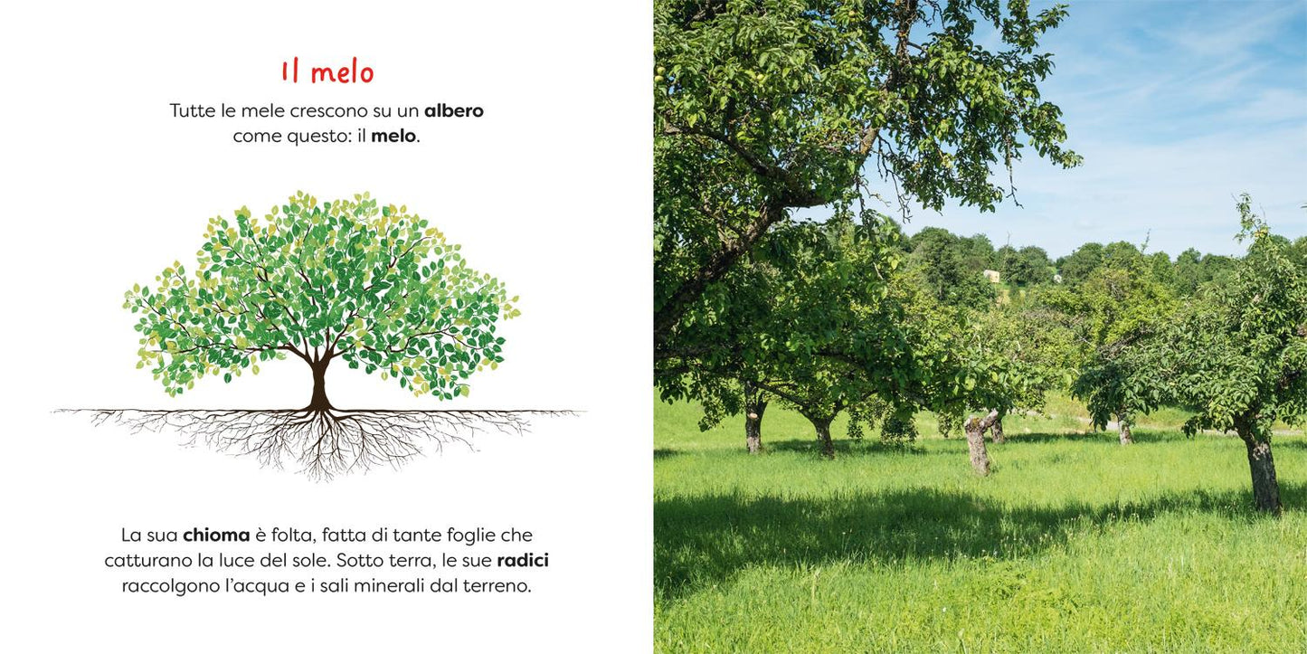 Mela::il piacere dell'osservazione, l'emozione della scoperta!