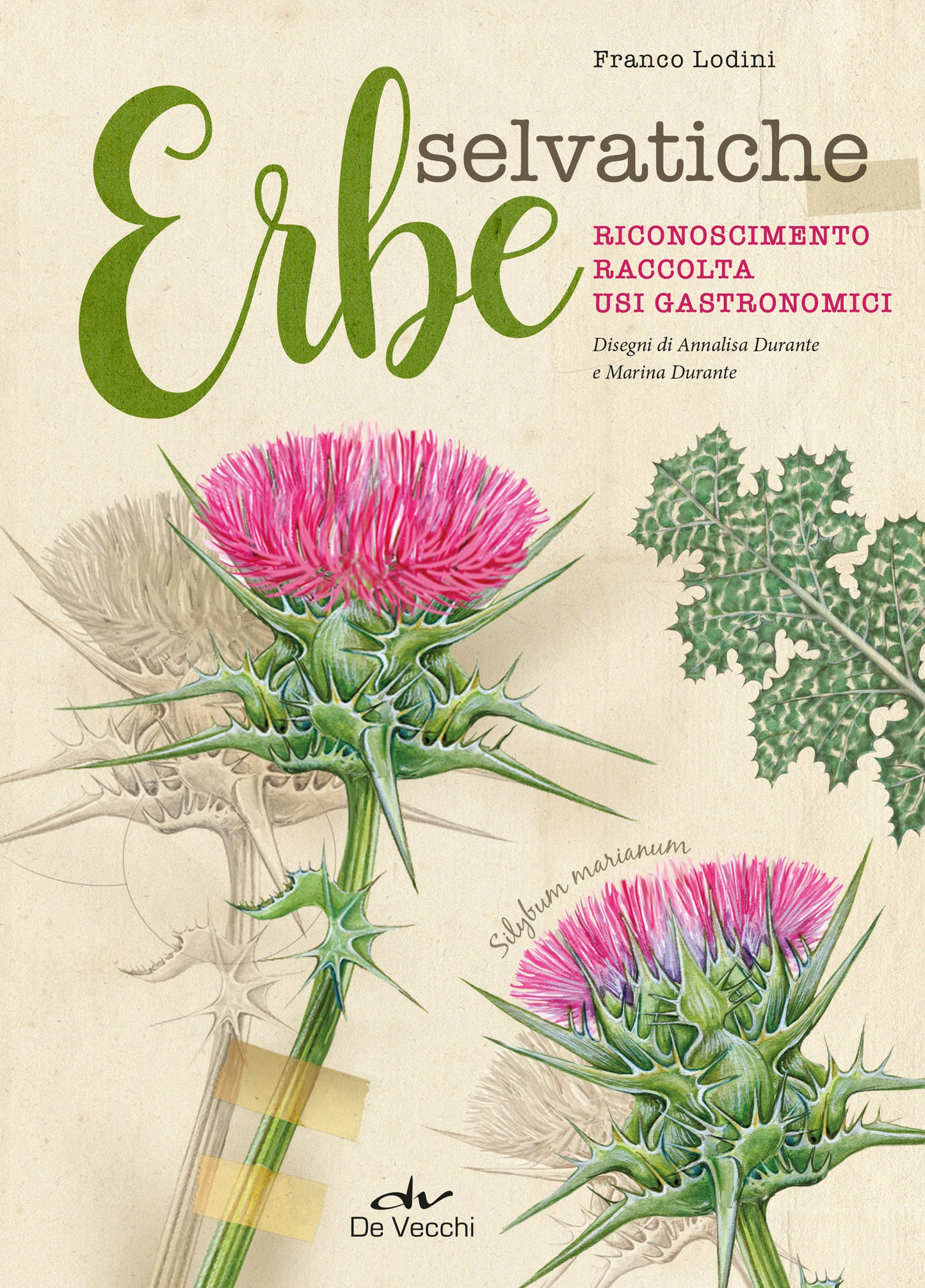 Erbe selvatiche::Riconoscimento - Raccolta - Usi gastronomici