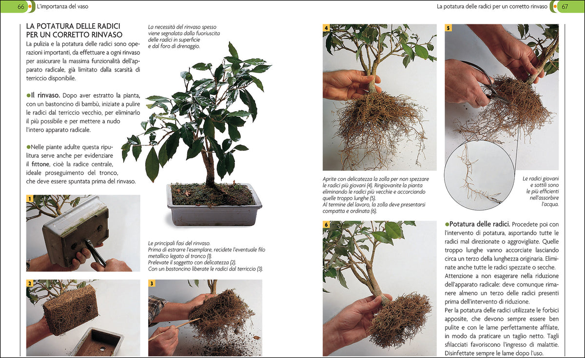 Bonsai