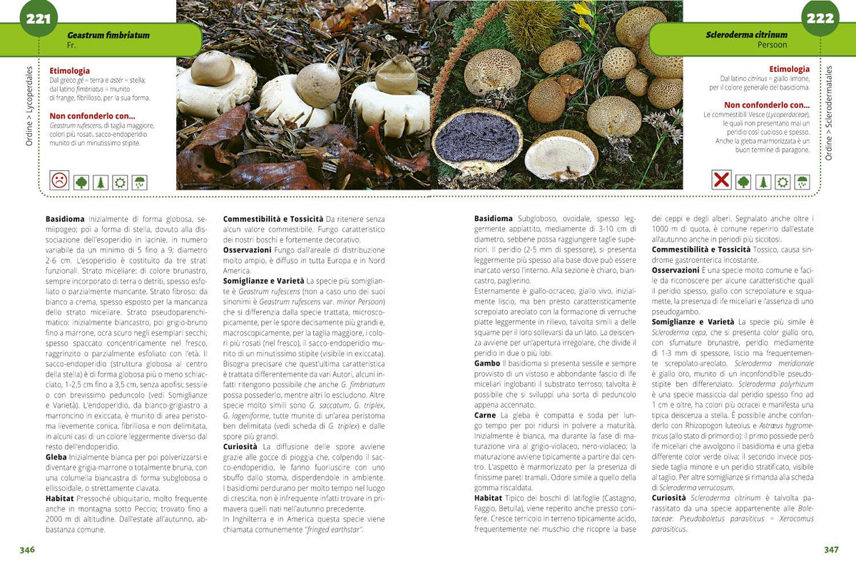 TUTTO FUNGHI