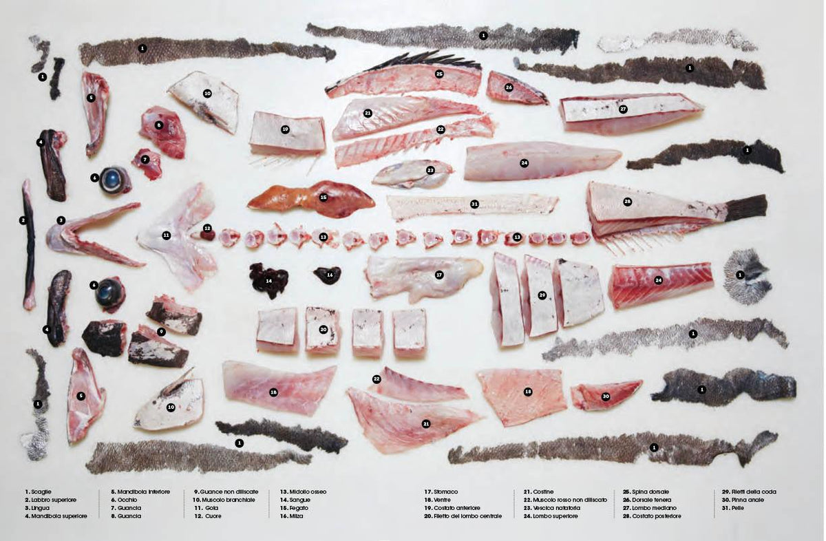 Il Grande Libro del Pesce