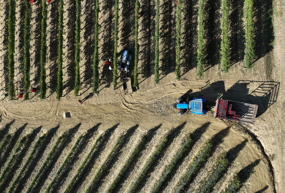 Alle radici del Barolo