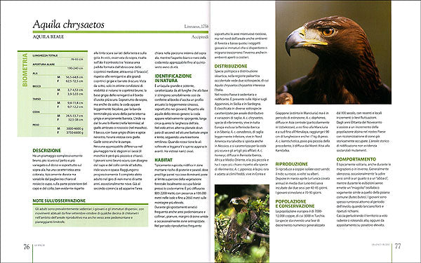 Rapaci diurni e notturni