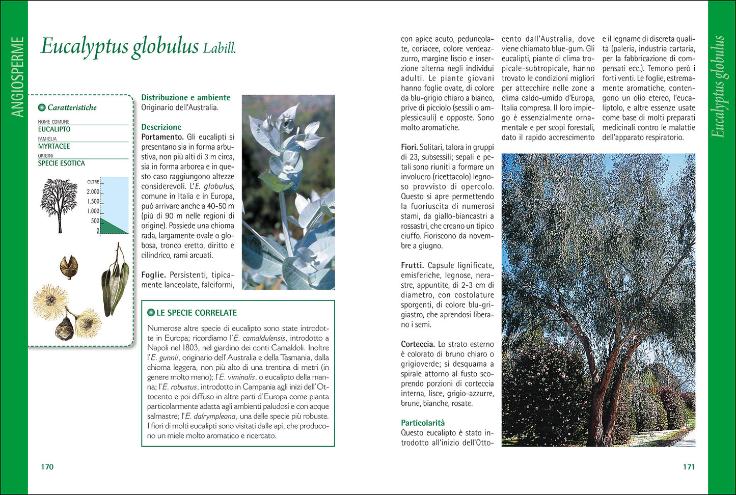 Alberi d'Italia e d'Europa::Guida al riconoscimento