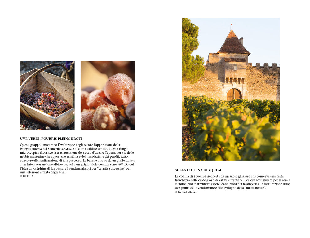 La ragazza delle meraviglie::L'incredibile storia di Joséphine D'Yquem