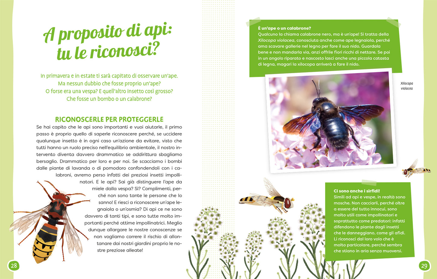 Api e fiori::Coltiviamo la bellezza difendendo la biodiversità