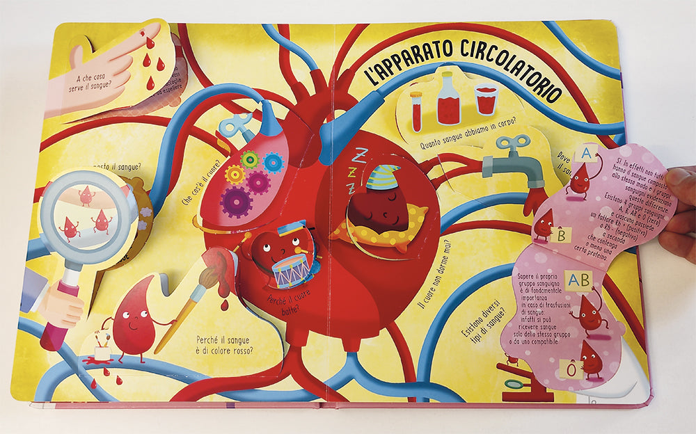 Il corpo umano::Solleva le alette e trova le risposte!