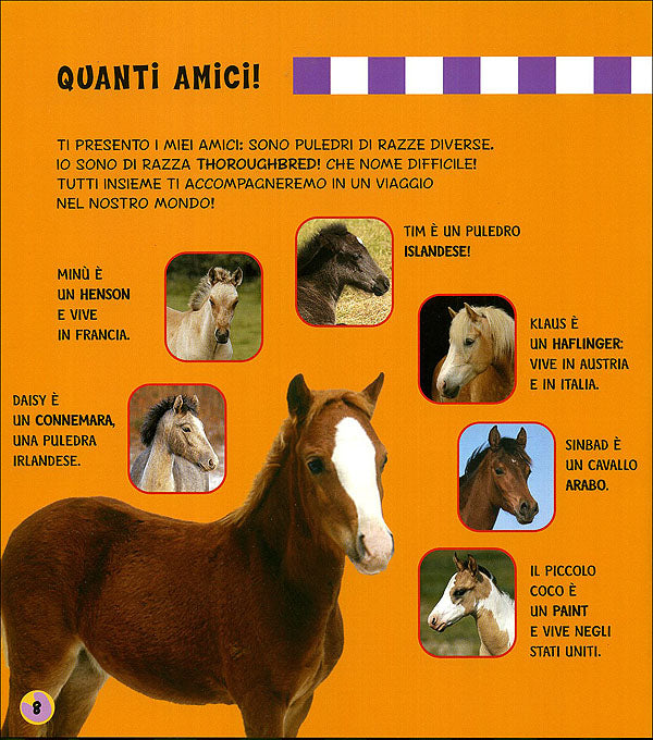 Il Cavallo