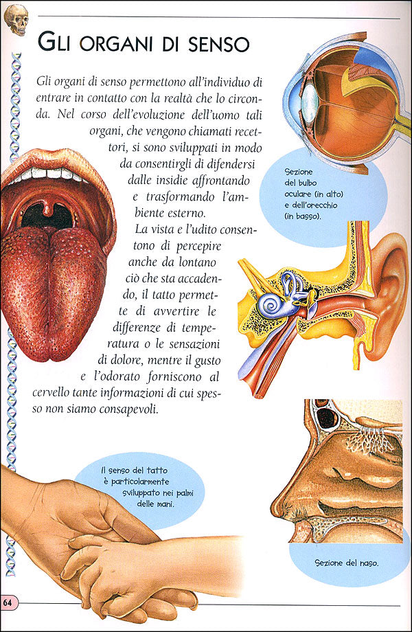 Il Corpo Umano::Illustrazioni di Pietro Cattaneo, Diego Pasquino, Elisabetta Ferrero