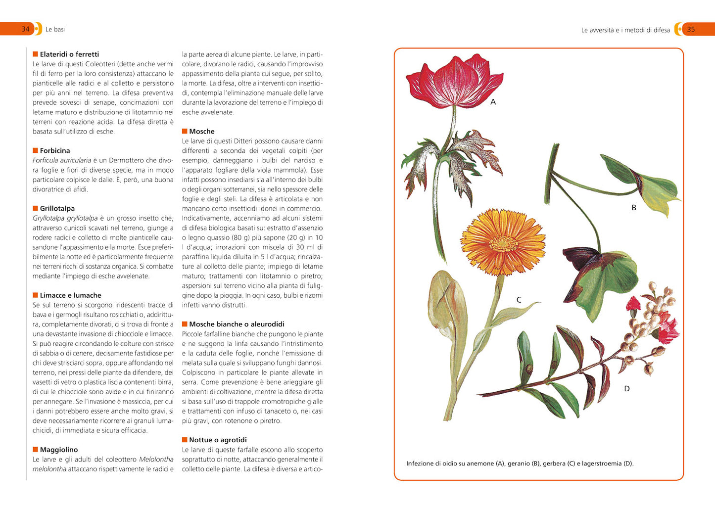 Orto, frutteto, giardino::Il manuale completo