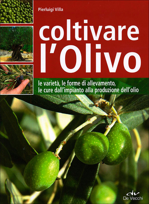 Coltivare l'Olivo::Le varietà, le forme di allevamento, le cure dall'impianto alla produzione dell'olio