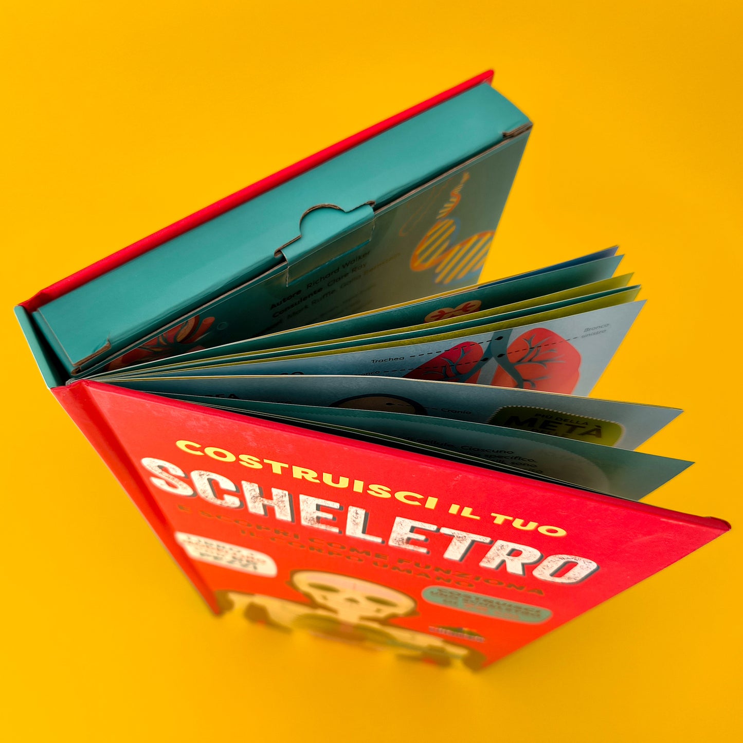 Costruisci il tuo scheletro::e scopri come funziona il corpo umano