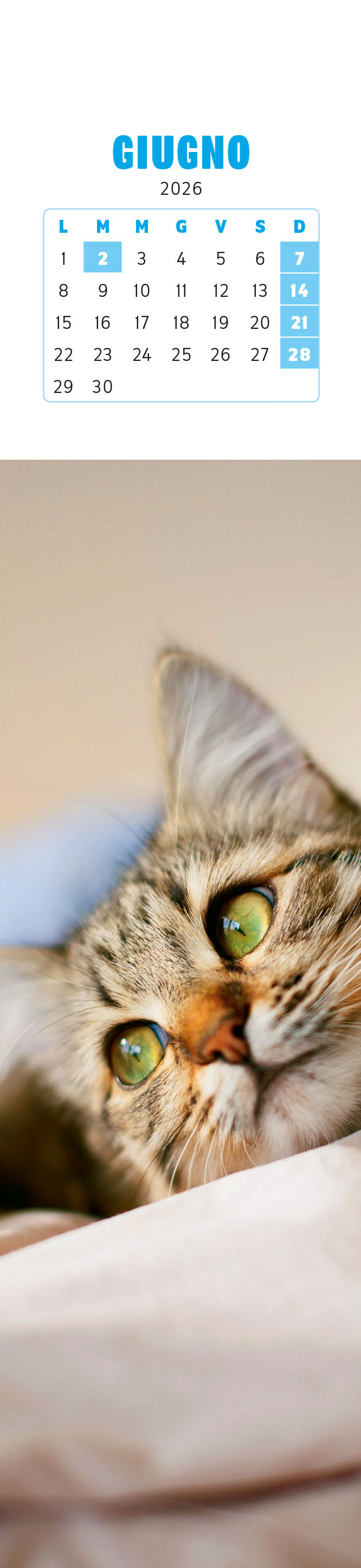 CALENDARIO GATTI CURIOSI 2026 segnalibro (5,5 X 24,5 cm)