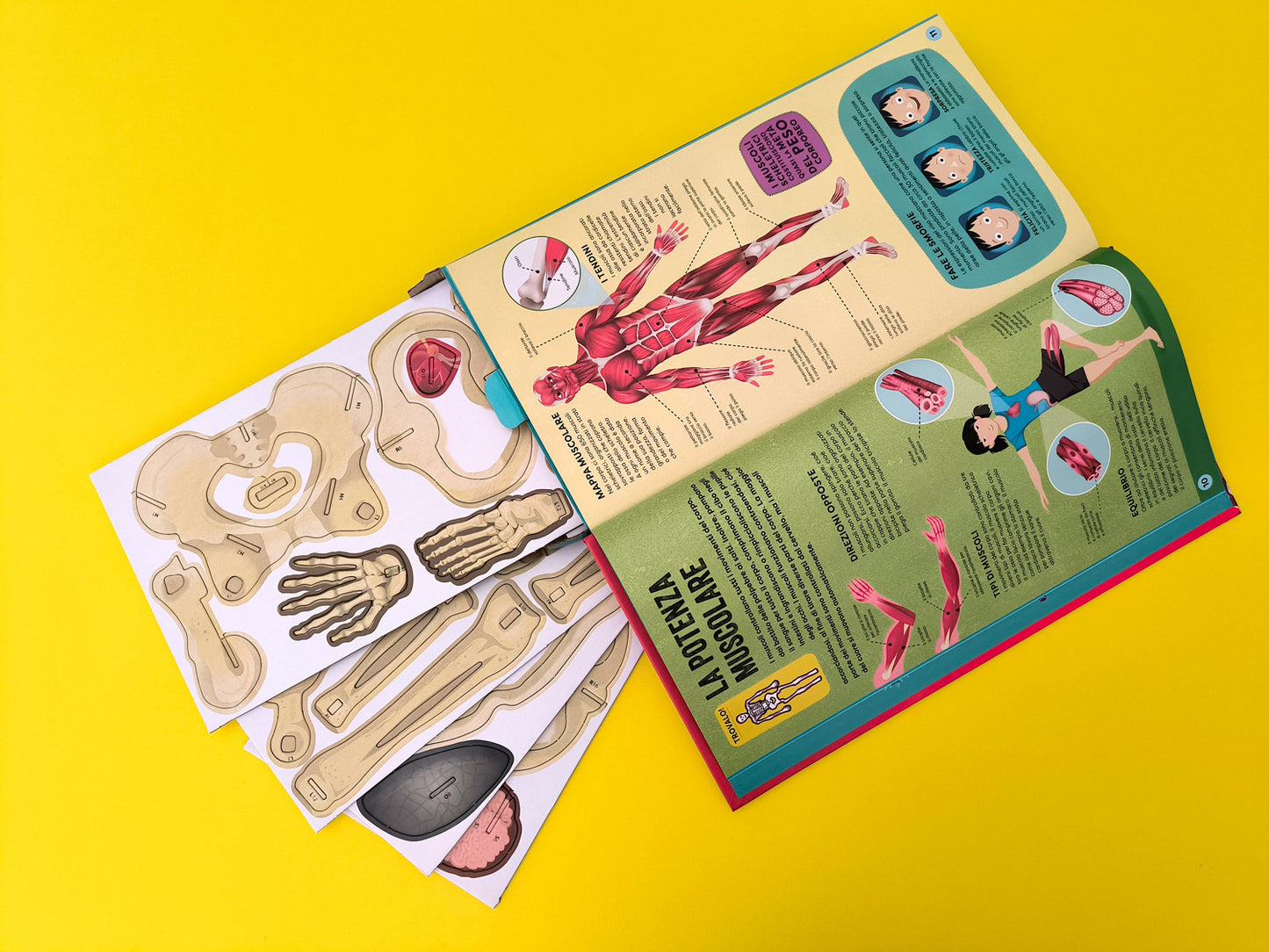 Costruisci il tuo scheletro::e scopri come funziona il corpo umano