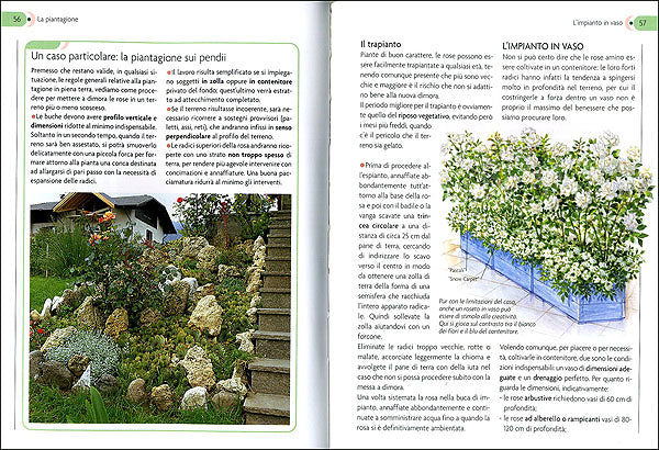 La rosa::classificazione, scelta, cure colturali